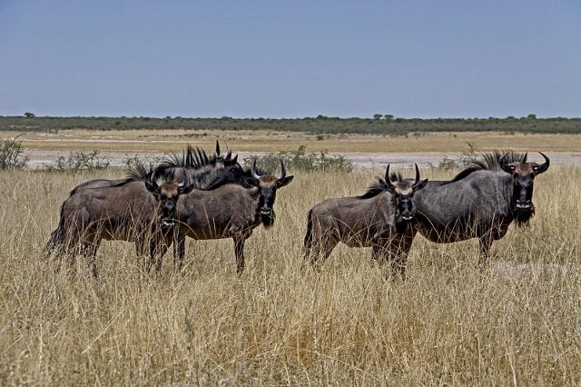 216 Etosha NP, gnoe.JPG
